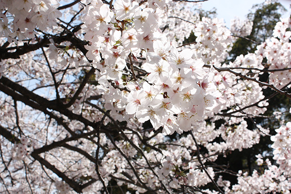 sakura